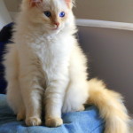 Flame point Ragdoll Cat