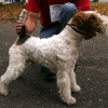 White wire fox terrier with red markings on its head