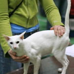 Foreign Whitehair cat at a show