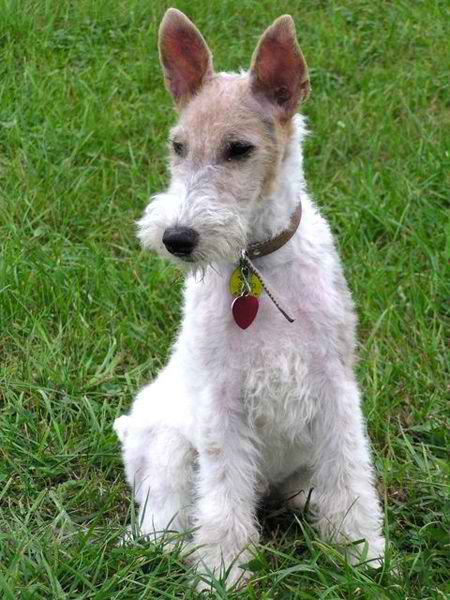 Fox Terrier – Dog Breed Guide