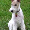 Photo of A Wire Fox Terrier