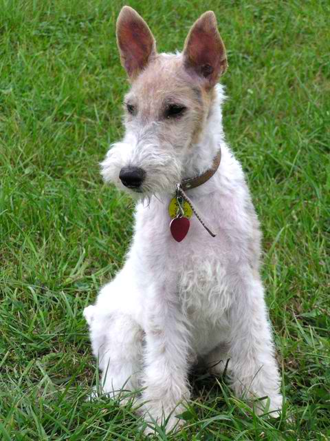 Wire Fox Terrier – Dog Breed Guide