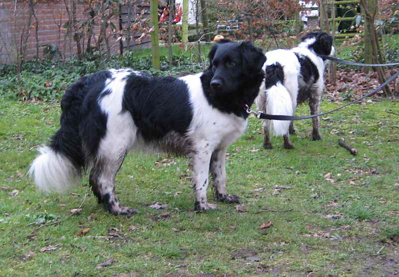 Friesian Pointing Dog – Dog Breed Guide