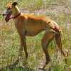 Spanish Greyhound also known as the Galgo Espanol
