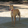 Galgo Espanol also called as the Spanish Greyhound