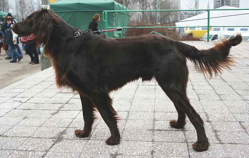 German Longhaired Pointer – Dog Breed Guide