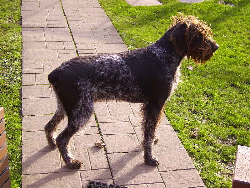 German Wirehaired Pointer – Dog Breed Guide