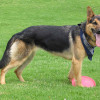 German Shepherd with scarf and frisbee toy