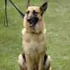 Obedient Dog Well Trained German Shepherd sitting down