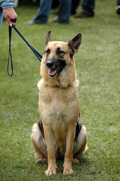 German Shepherd Dog – Dog Breed Guide
