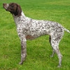 German Shorthaired Pointer sideview