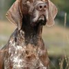 red ticked German shorthaired pointer