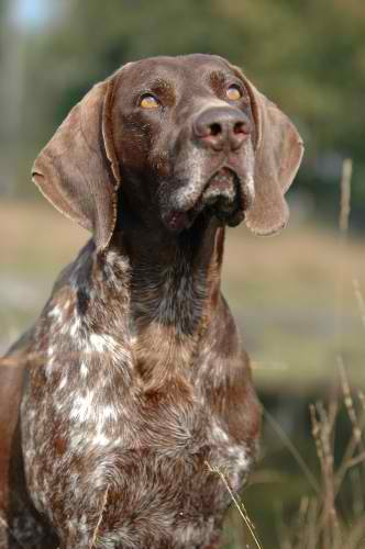 German Shorthaired Pointer – Dog Breed Guide
