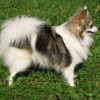 side view profile of a Standard German Spitz