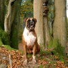 Outdoor pictorial of a German Boxer dog in the forest.