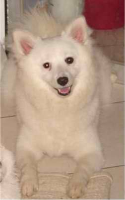 Giant German Spitz – Dog Breed Guide