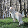 Alert White Shepherd dog with long coat surveys the area