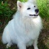 Miniature American Eskimo dog obediently sitting for the cam
