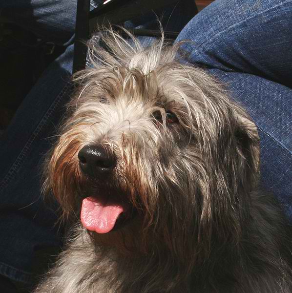 Glen of Imaal Terrier – Dog Breed Guide