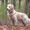 Golden Retriever standing dignified out in the woods