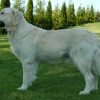 Side view shot of a golden retriever dog with white yellow coat