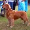 Red Golden Retriever exhibited in an Indian dog show