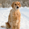 Golden Retriever dog with snow all over its face