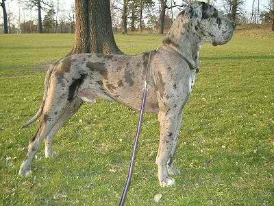 Great Dane – Dog Breed Guide