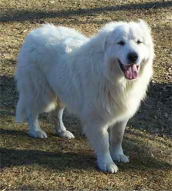 Great Pyrenees – Dog Breed Guide