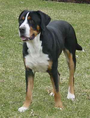 Greater Swiss Mountain Dog – Dog Breed Guide