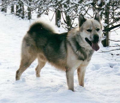 Greenland Dog – Dog Breed Guide