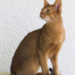Abyssinian Cat Side Profile