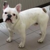 Henio_French_Bulldog