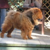 Brown chow chow dog displayed at a dog show