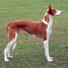 White and red coated smooth haired Ibizan hound