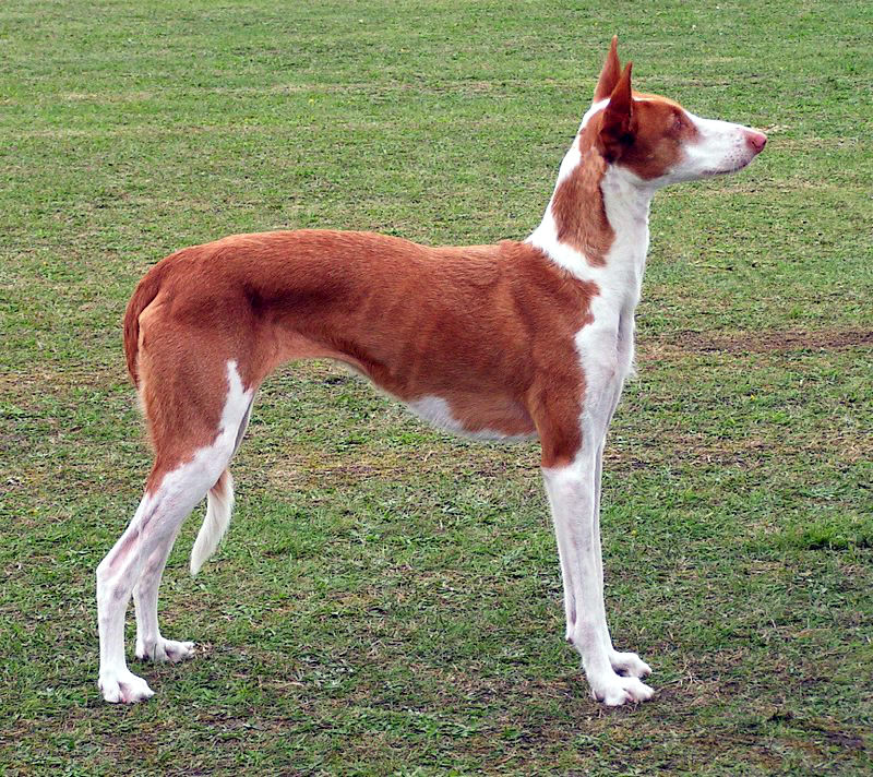 Smooth-haired Ibizan Hound – Dog Breed Guide