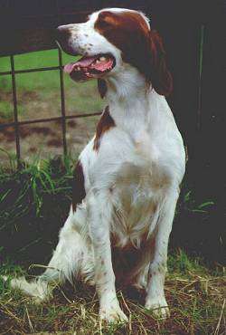 Irish Red and White Setter – Dog Breed Guide