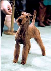Irish Terrier – Dog Breed Guide