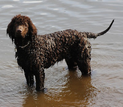 Irish Water Spaniel – Dog Breed Guide