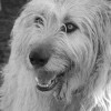 Irish Wolfhound Profile