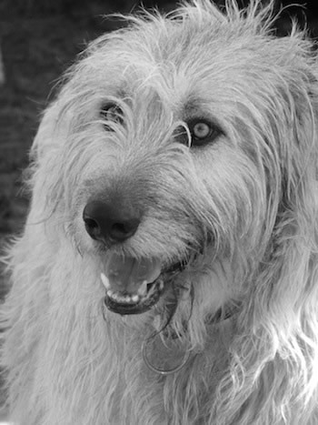 Irish Wolfhound – Dog Breed Guide
