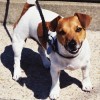 Smiling Jack Russell Terrier