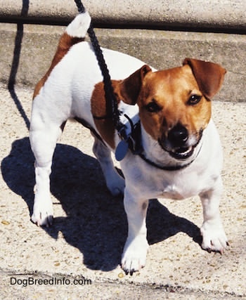 Jack Russell Terrier – Dog Breed Guide