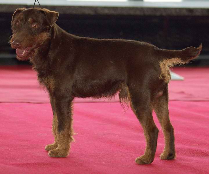 Jagdterrier – Dog Breed Guide