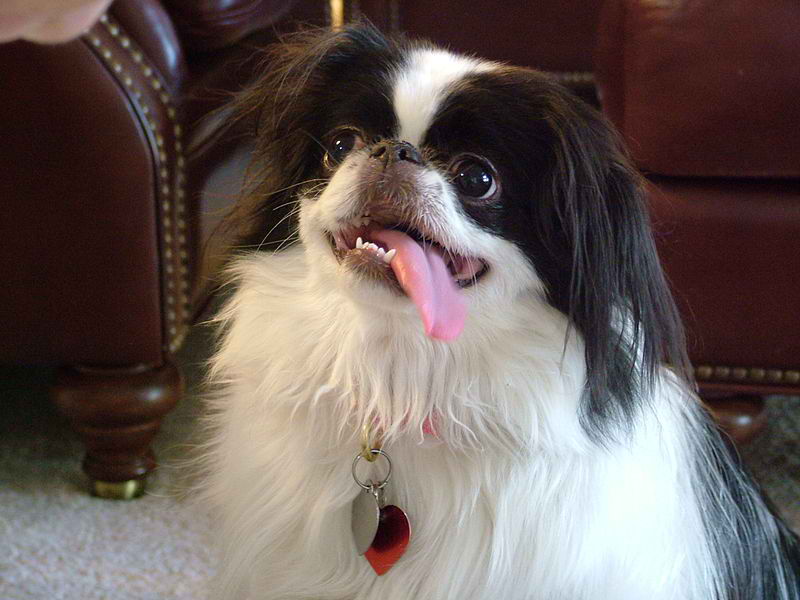 Japanese Chin – Dog Breed Guide