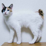 Japanese Bobtail Cat named BlueEyed Mi-ke