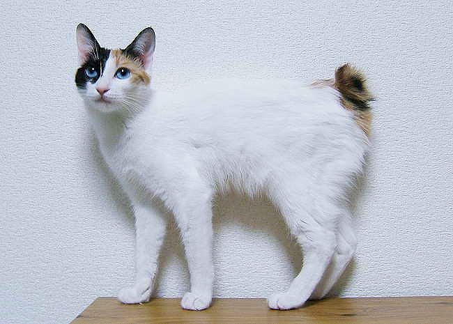 Japanese Bobtail Cat Family – Cat Breed Guide