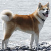 photo of an AKita Dog bred in Japan