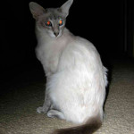 Female Adult Blue Lynx Point Javanese Cat with Bobbed Tail