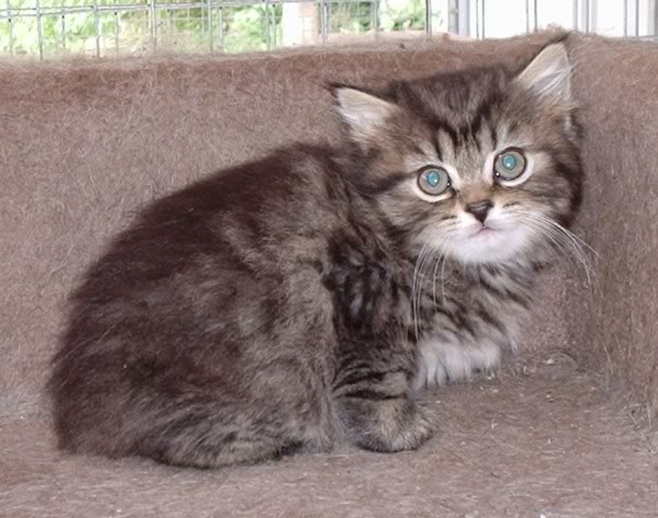 Cymric Stumpy Cat – Cat Breeds Guide
